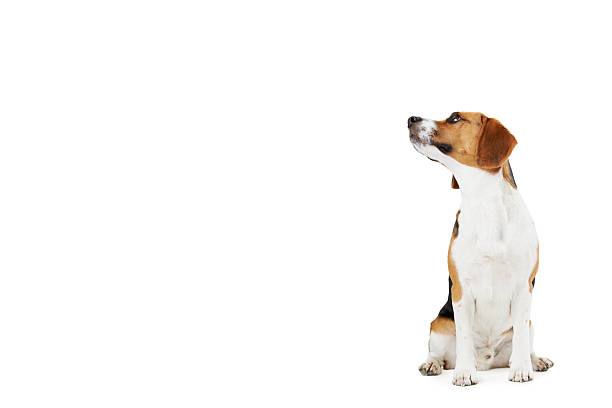 istock Studio Portrait Of Beagle Dog Against White Background 494764325