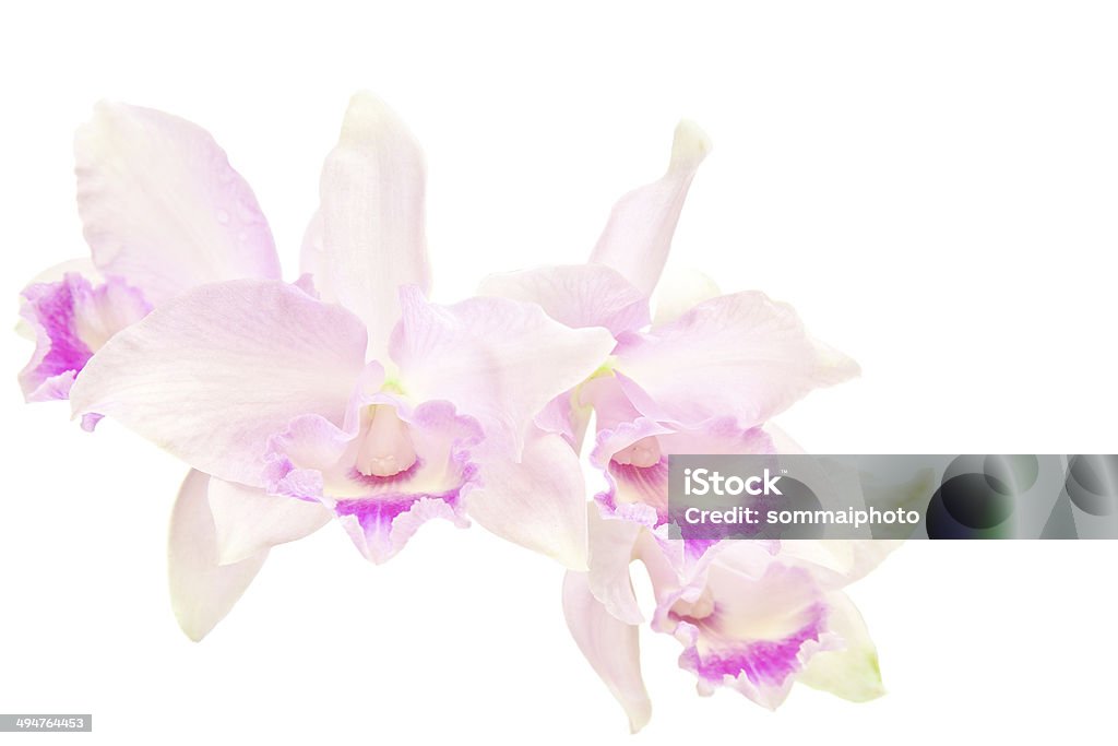 Orchidées roses - Photo de Angiosperme libre de droits