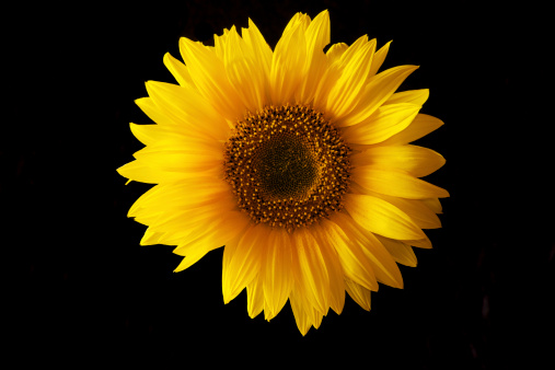 Flower of a sunflower isolated against a black background.