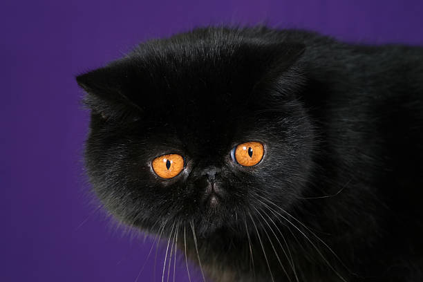 istock studio portrait of a cat on a purple blue background 494765920
