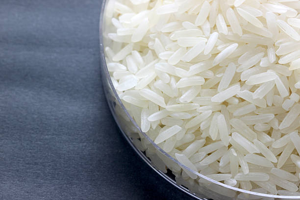 istock rice grain in petrie experimental of macro. 494766233