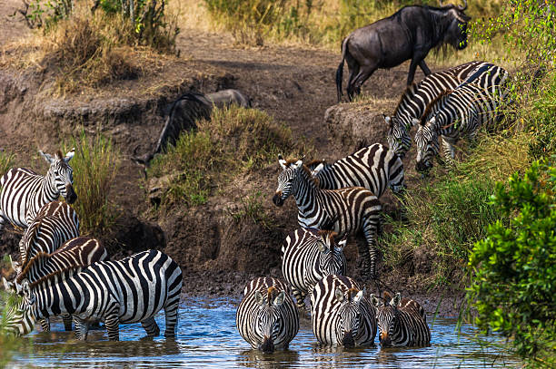 istock Zebras at the waterhole 494766652