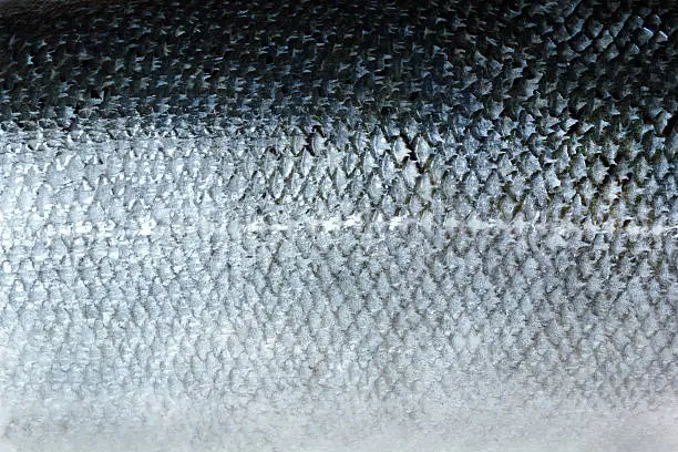 Photo of Salmon skin