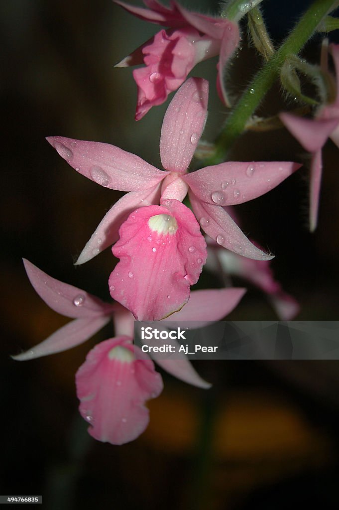 Calanthe rosea - Royalty-free Animal em via de extinção Foto de stock