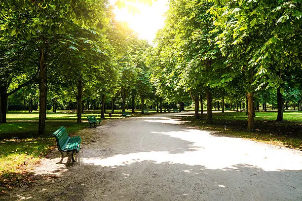 bench and way in tiergarten berlin in summer