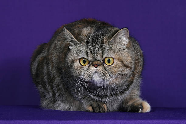 istock studio portrait of a cat on a purple blue background 494767018