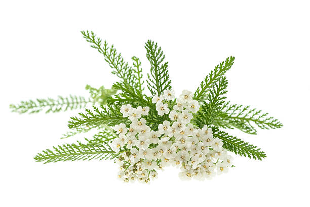 Yarrow Flower White Wildflower Stock Photos, Pictures & Royalty-Free ...
