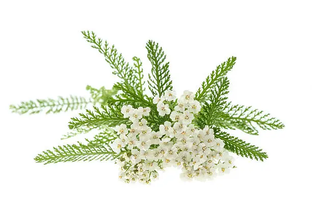 White yarrow flowers isolated on white background.