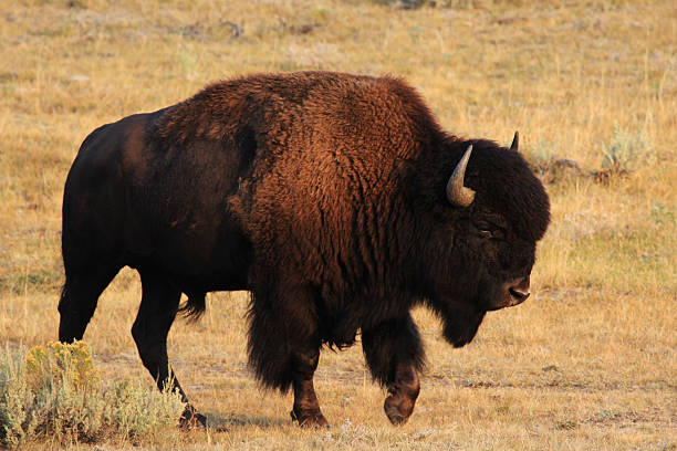 istock American Bison in the sunset 494767394