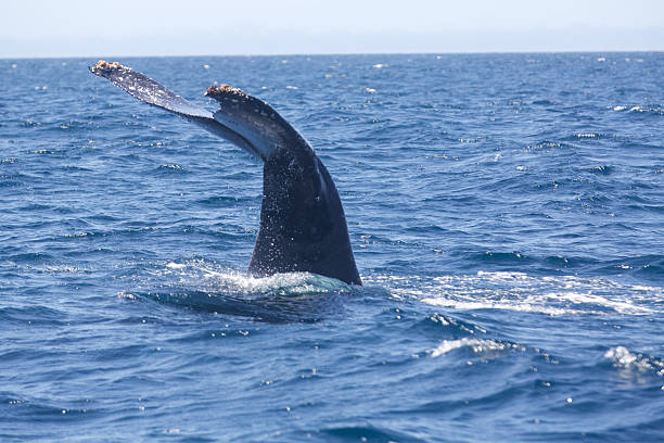 istock humpback Whales tail emerges from water 494767951