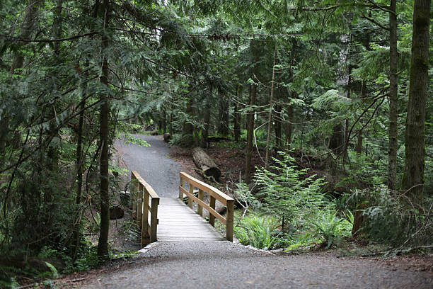 istock Footbridge on the Trans Canada Trail, West Coast Forest 494768031