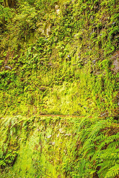 istock Moss wall with fern nearby 494768102