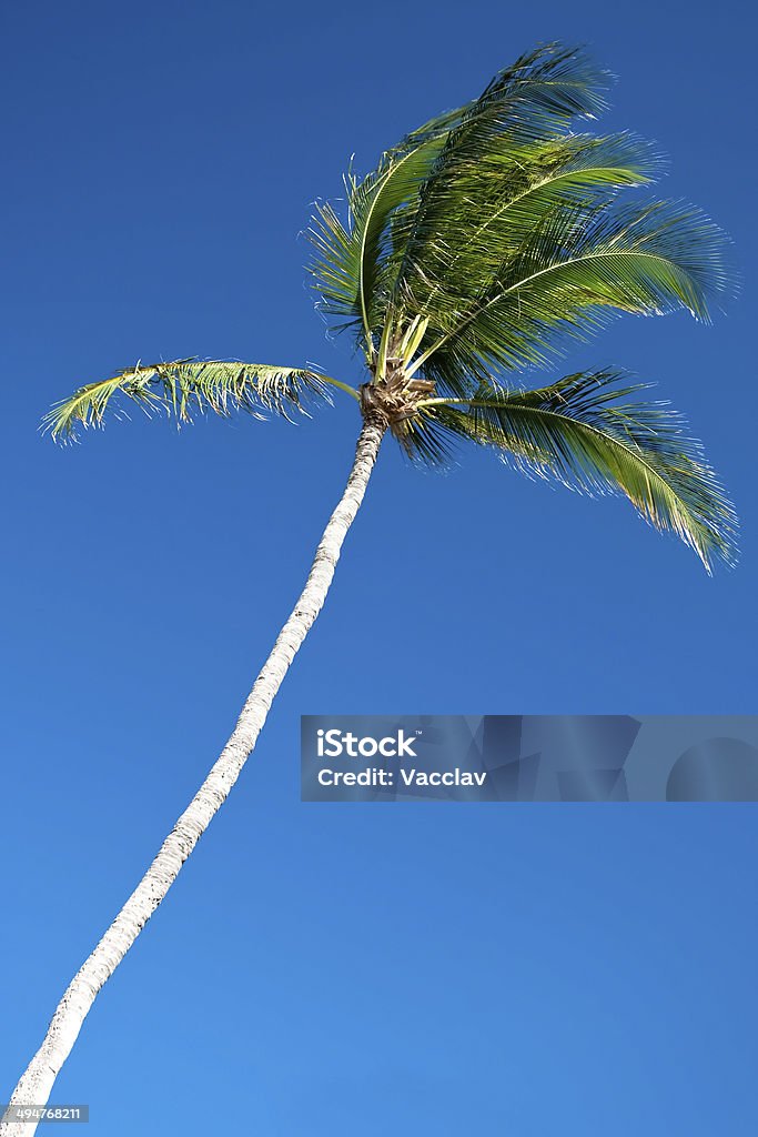 Palmera con un hermoso cielo azul en fondo azul - Foto de stock de Azul libre de derechos