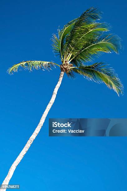 Palmera Con Un Hermoso Cielo Azul En Fondo Azul Foto de stock y más banco de imágenes de Azul - Azul, Cielo, EE.UU.