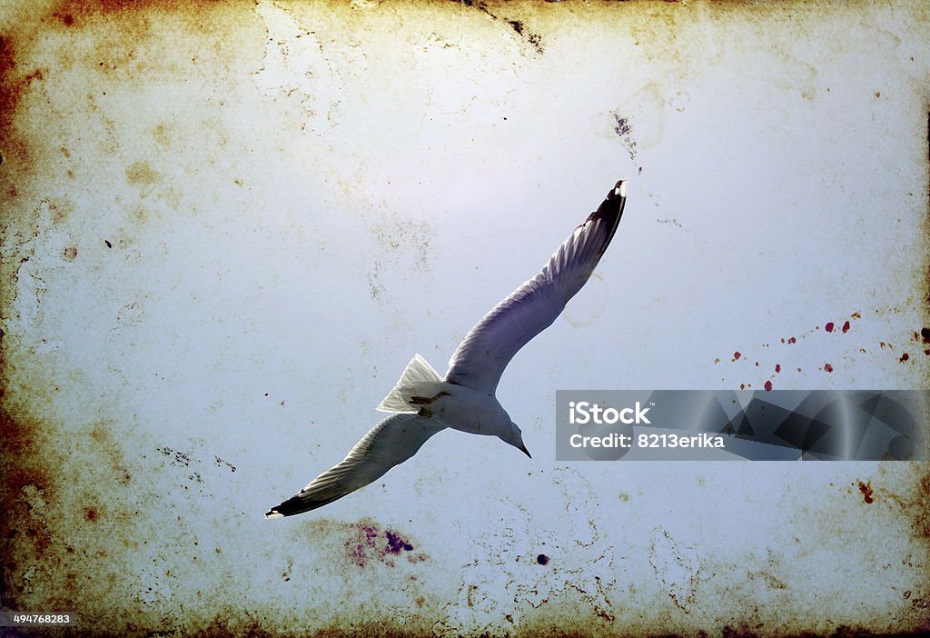 Vintage photo of flying seagulls Vintage photo of flying seagulls on the sky Ancient Stock Photo