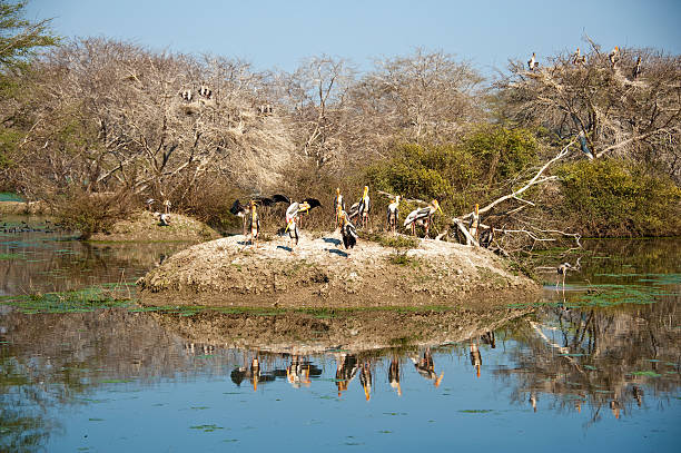 Painted Storks in Keoladeo National Park Painted Storks resting on an Iisland. A common  tranquil scene in the Keoladeo National Park (formerly known as the Bharatpur Bird Sanctuary) in Rajasthan, India. bharatpur stock pictures, royalty-free photos & images