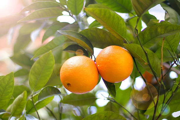 istock Couple of mandarines on a tree 494768433