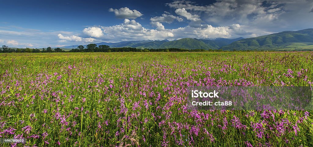 Paisagem de verão dos Alpes - Foto de stock de Alpes europeus royalty-free