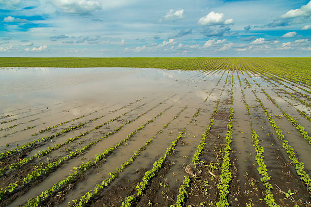 catástrofe agrícola, repleto de soja culturas. - monoculture summer plants nature - fotografias e filmes do acervo