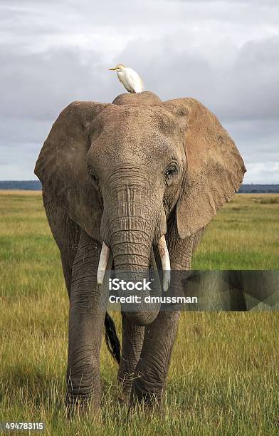 African Elephant With Cattle Egret Vertical Stock Photo - Download Image Now - Elephant, Africa, African Elephant