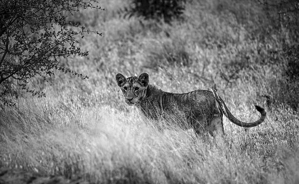 istock lion cub in black and white 494783361
