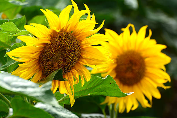istock Sunflower in the field 494783993