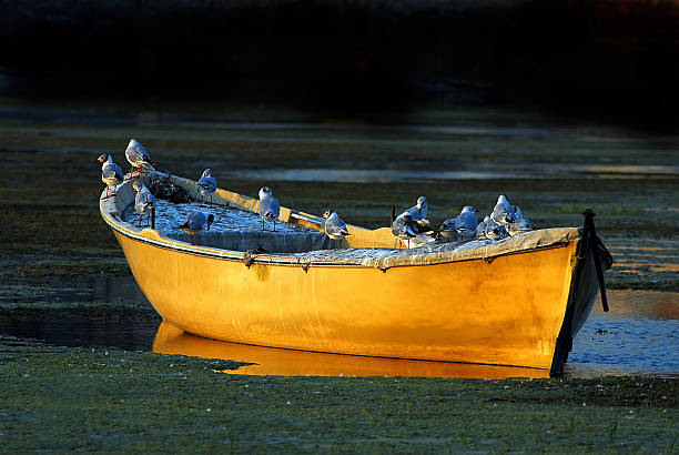 Barcos y gaviotas - foto de stock