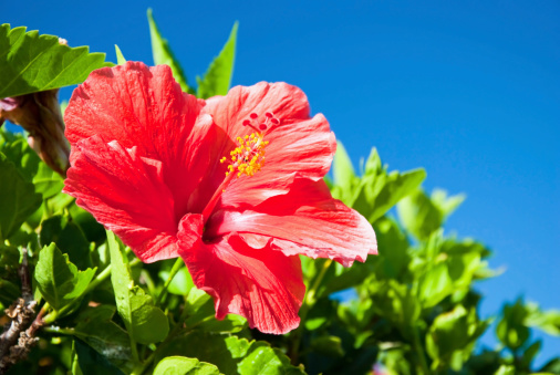 Beautiful view of red Hibiscus flower