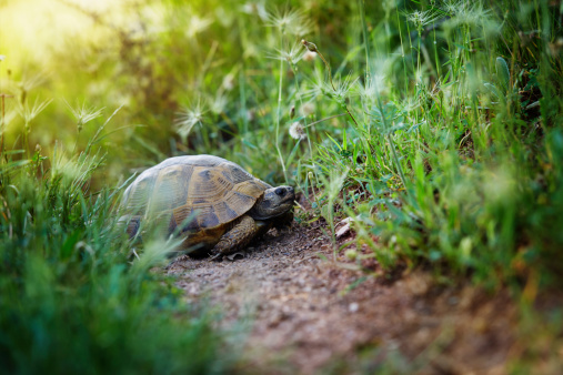 Turtle in the nature