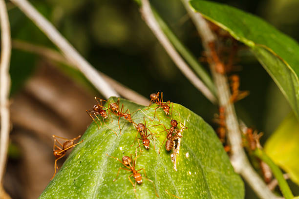 istock Nest of red ants 494785031