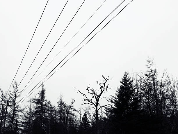 Black and white photo with power lines and forest.