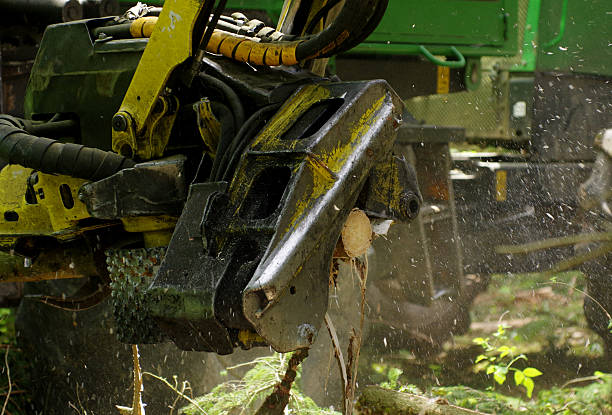 istock felling of the woods 3 494786423