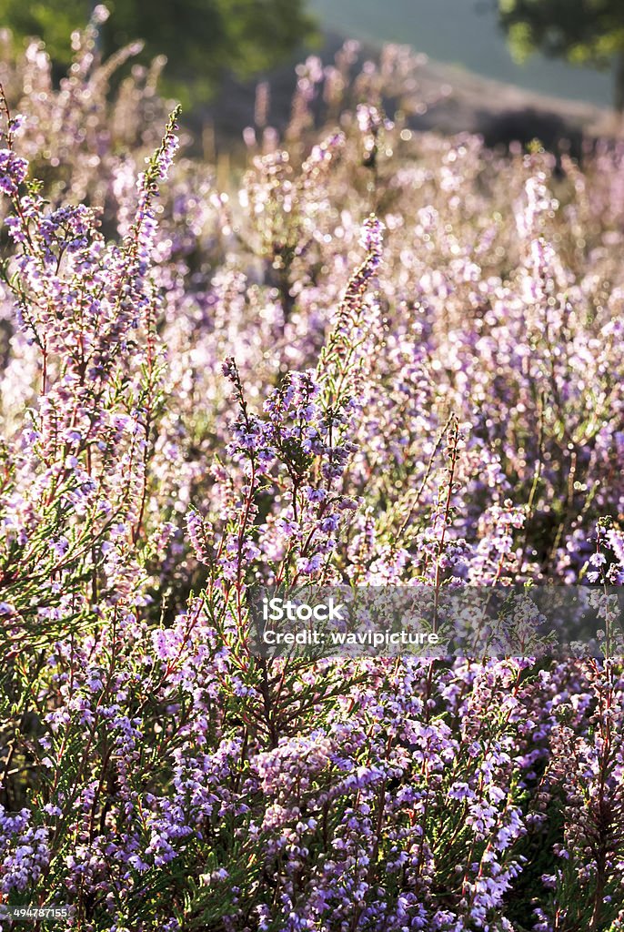 Heather en flor - Foto de stock de Aire libre libre de derechos