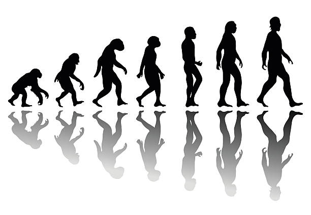 Silhouette man evolution Man evolution. Silhouette progress growth development. Neanderthal and monkey, homo-sapiens or hominid, primate or ape with weapon spear or stick or stone ape stock illustrations