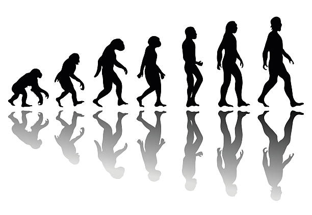 Silhouette man evolution Man evolution. Silhouette progress growth development. Neanderthal and monkey, homo-sapiens or hominid, primate or ape with weapon spear or stick or stone primate stock illustrations