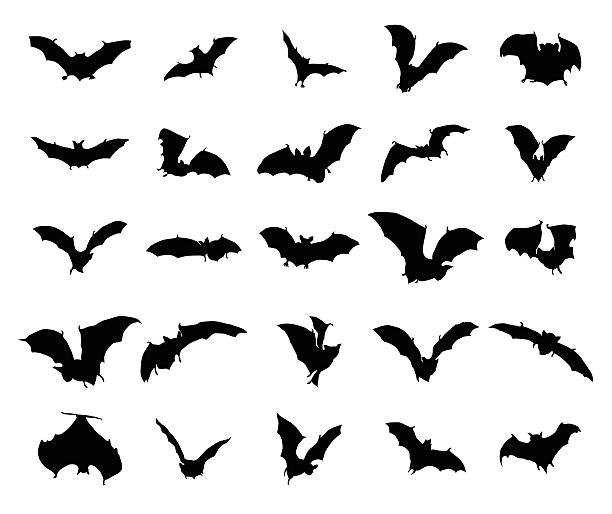 ilustraciones, imágenes clip art, dibujos animados e iconos de stock de conjunto de siluetas de murciélagos - mosca insecto ilustraciones
