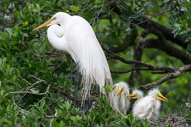 istock Great White Egret protecting newborn birds 494787333
