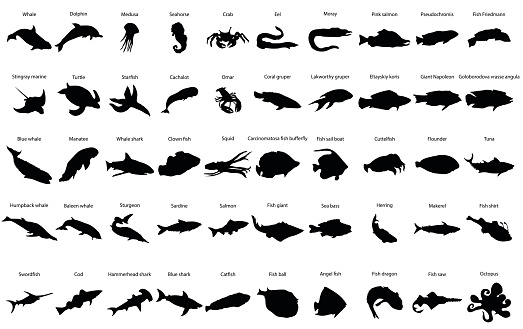 Fishes silhouettes set with names isolated on white
