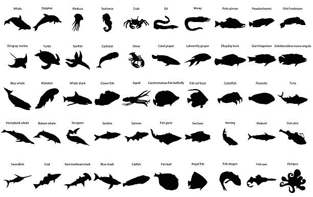 Fishes silhouettes Fishes silhouettes set with names isolated on white salmon animal illustrations stock illustrations