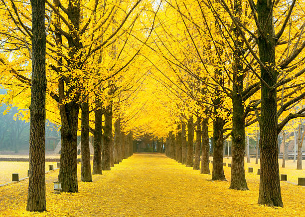 rangée de jaune ginkgo biloba dans nami island, corée du sud - ginkgo tree photos et images de collection