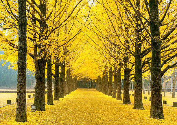 Row of yellow ginkgo tree in Nami Island, Korea Row of yellow ginkgo tree in Nami Island, Korea korea autumn stock pictures, royalty-free photos & images