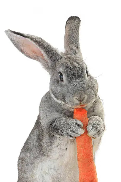 portrait, rabbit with carrot isolated on white background