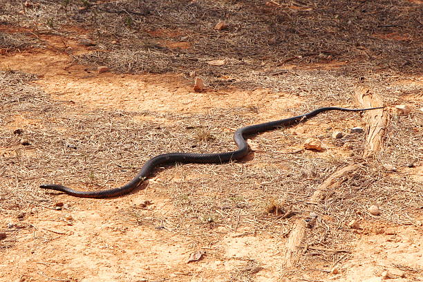 istock Tiger snake in Australian outback 494787861