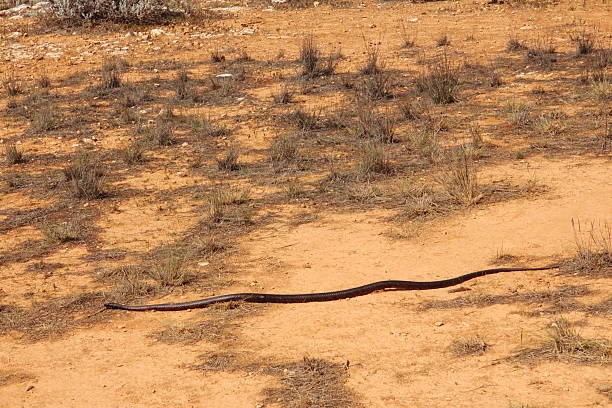 istock Tiger snake in Australian outback 494787863