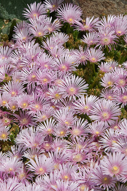 lavender ice plant - buz çiçeği stok fotoğraflar ve resimler