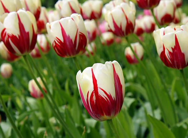 istock Close up of botanical tulips in red and white 494788498