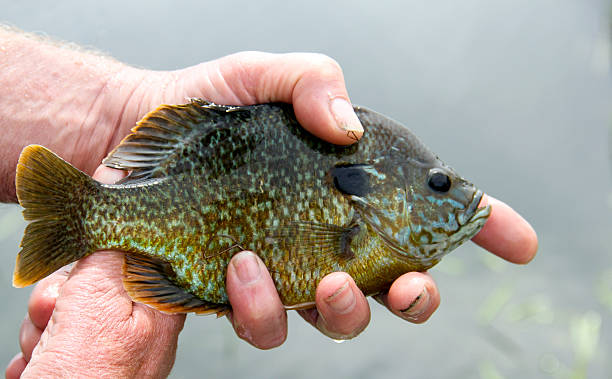 で獲れたジョンフィッシング Bluegill のクローズアップ ストックフォト