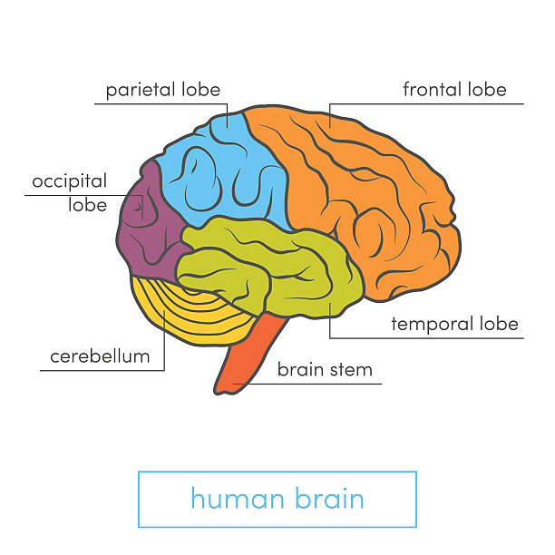 человеческий мозг иллюстрация - lobe stock illustrations