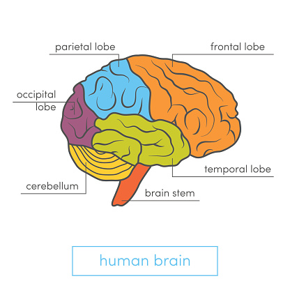 Profile view of a human brain. Cartoon vector illustration for medical atlas or educational textbook.
