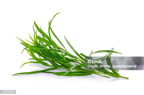 Tarragon Herbs Close Up Isolated On White Stock Photo - Download Image Now - Tarragon, 2015, Aromatherapy